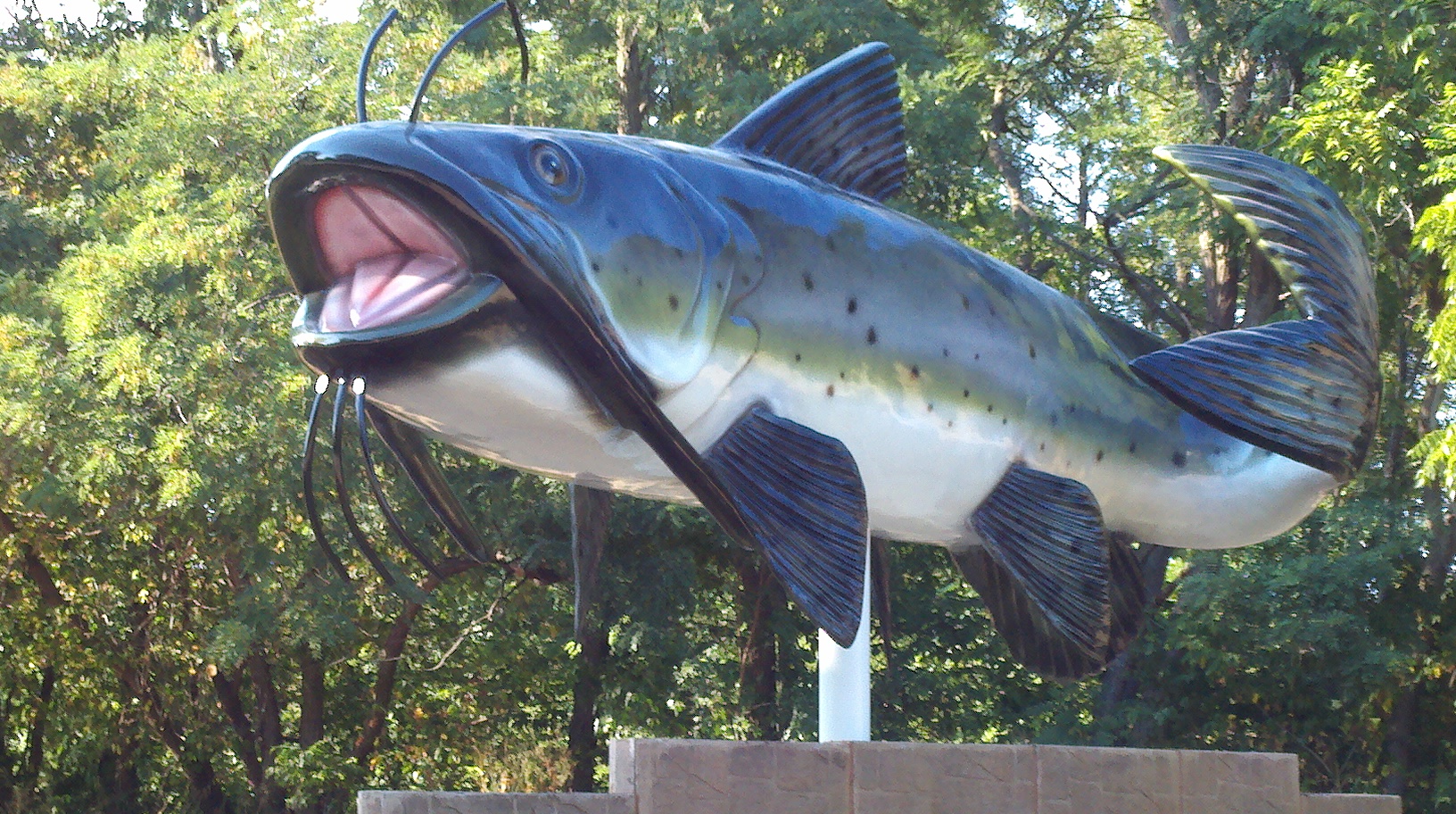 fish fish